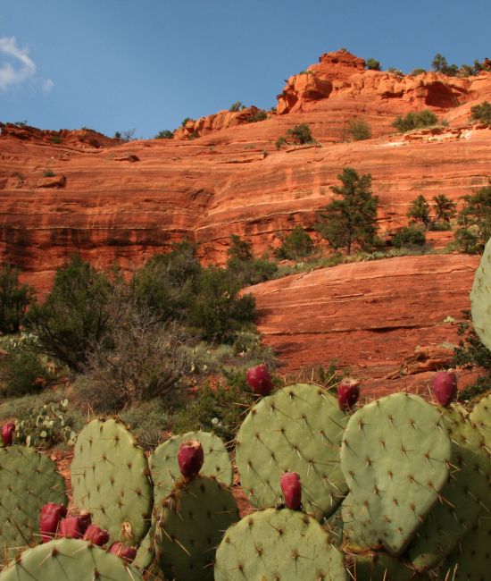 Red rocks and prickly pear cactus (2)