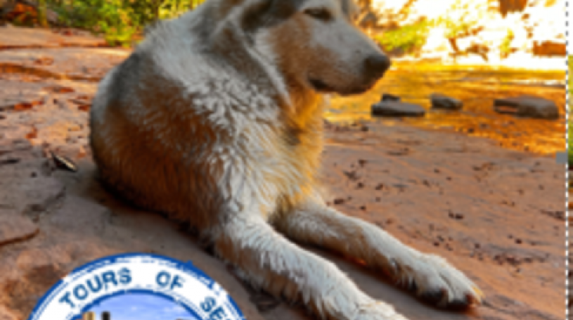 

			
				Dog-Friendly Wine Tours of Sedona
			
			
	